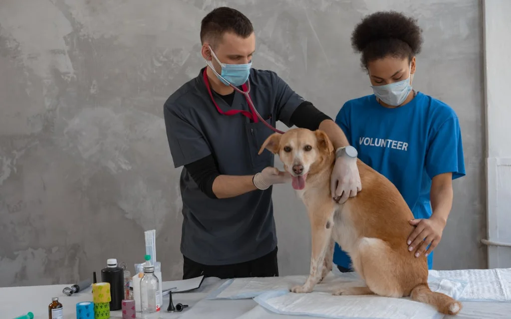 Puppy Vaccinations Are Essential for a Healthy Start